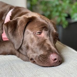 Meet your Posher, Shaden